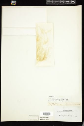 Cladophora gracilis