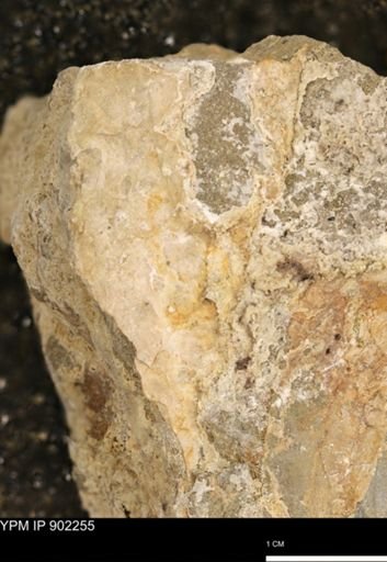 undet. Mollusca