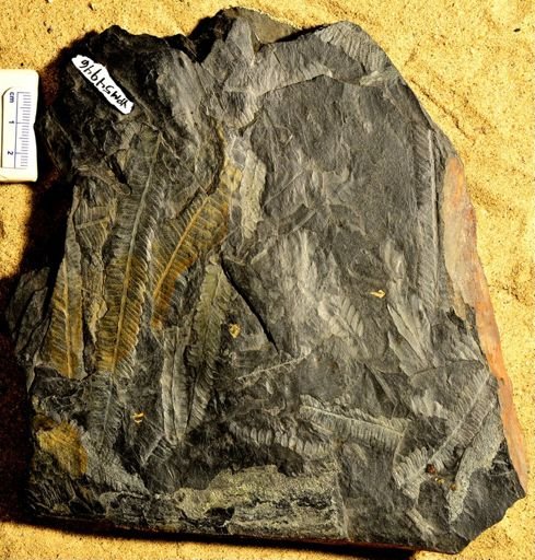 Pecopteris sp.