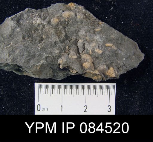 Parmorthis visbyensis nana