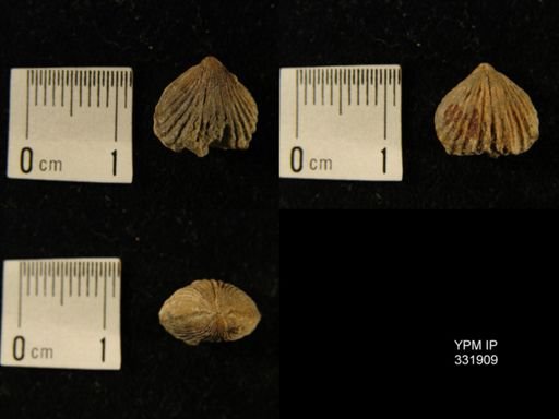 Rostricellula?