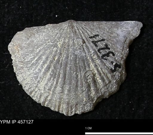 Stropheodonta sp.