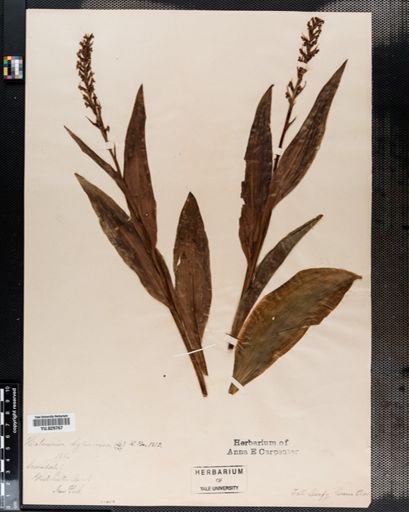 Habenaria