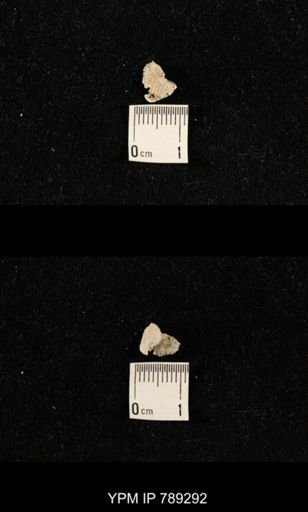 undet. Brachiopoda