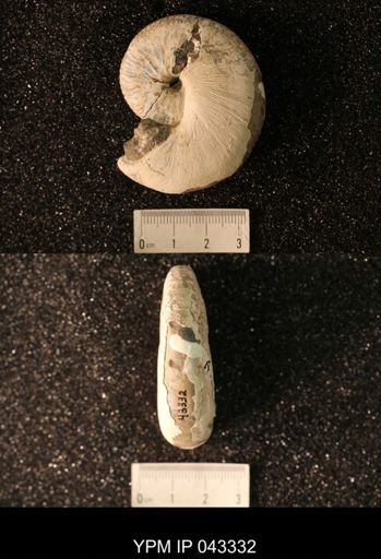 Hoploscaphites nicolletii