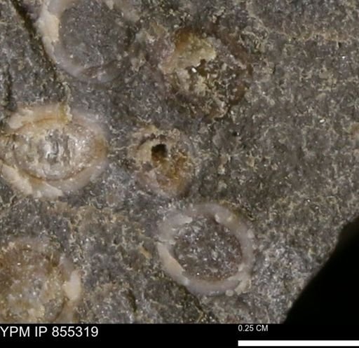 undet. Mollusca