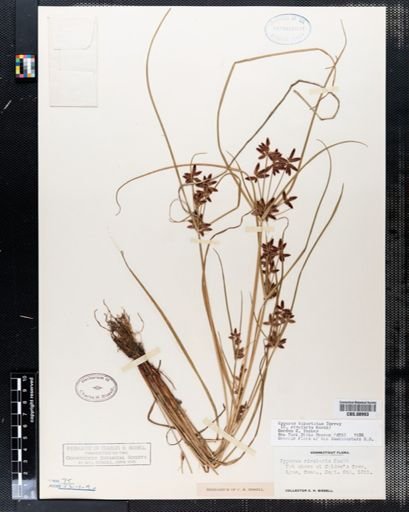 Cyperus rivularis