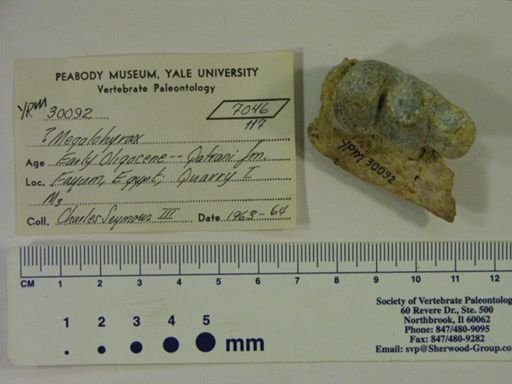 Megalohyrax?