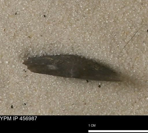 Stropheodonta sp.