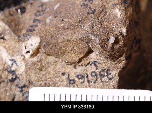undet. Mollusca