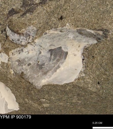undet. Mollusca