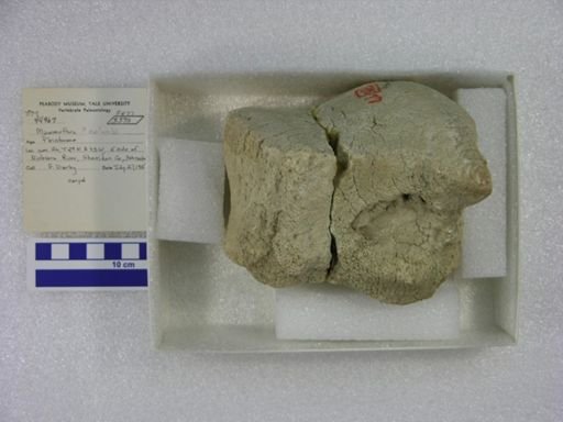 Mammuthus columbi?