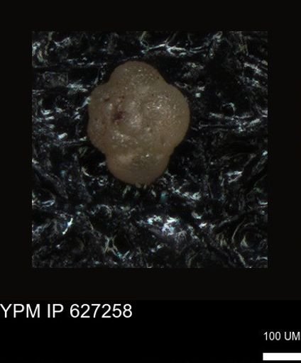 undet. Foraminiferida