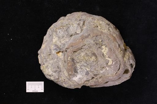 Monticulipora sp.
