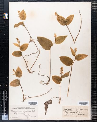 Maianthemum canadense
