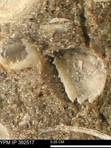Protocardia subquadrata