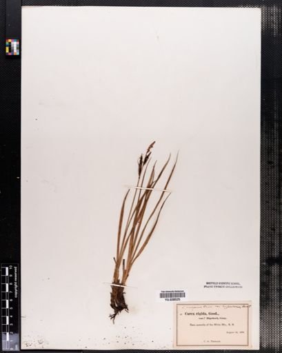 Carex bigelowii