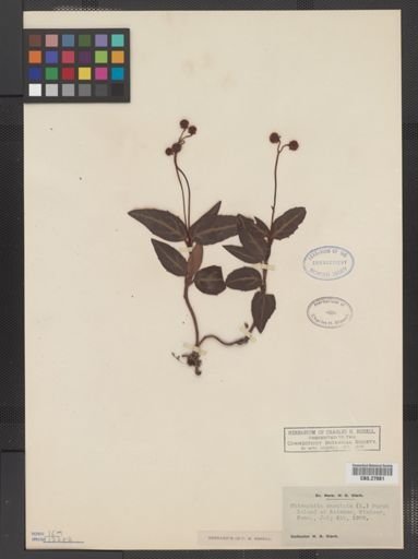 Chimaphila maculata