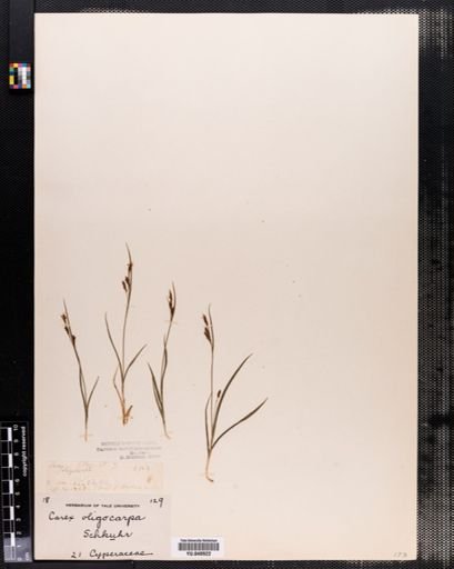 Carex oligocarpa