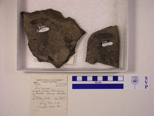 Cionichthys greeni
