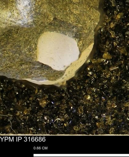 undet. Mollusca
