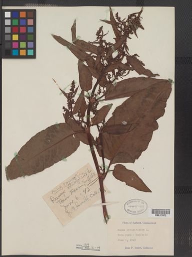 Rumex obtusifolius