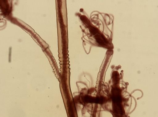 Pennaria disticha