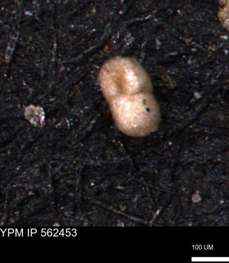 Verneuilinoides kansasensis
