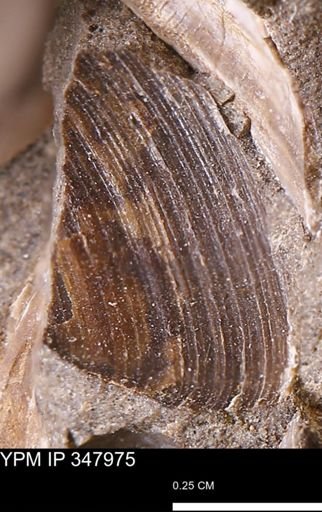 Limopsis striatopunctatus