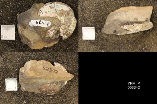 Discoscaphites conradi