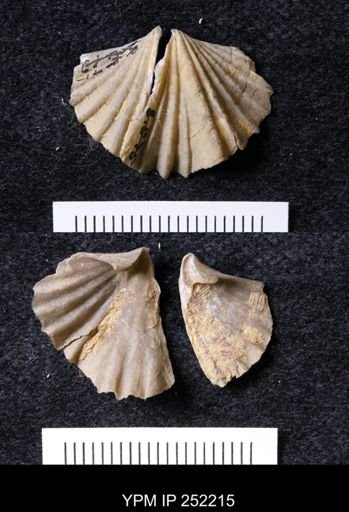 Platystrophia laticosta