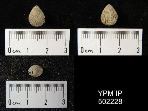 Hustedia mormoni