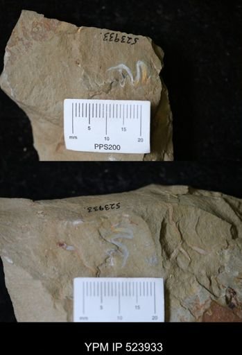 undet. Ichnofossil