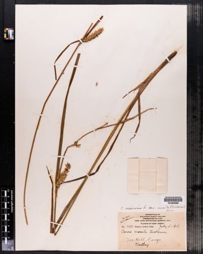 Carex vesicaria