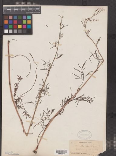 Cicuta bulbifera