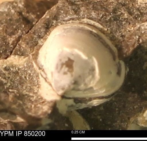 Scaphitidae