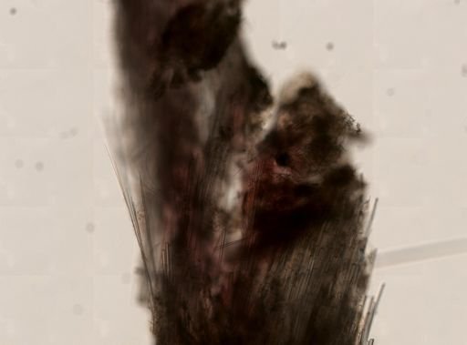Cinachyra