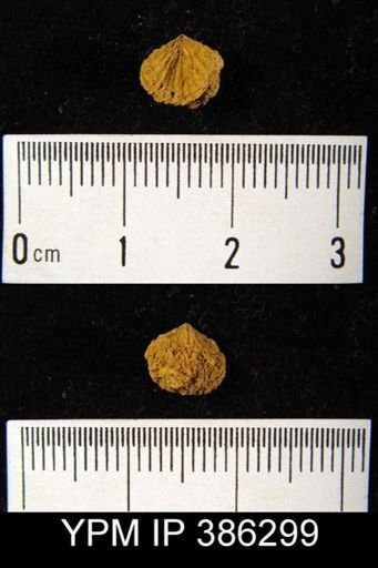undet. Rhynchonellida