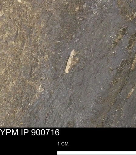 undet. Mollusca