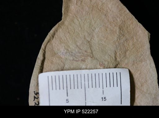 undet. Graptolithina
