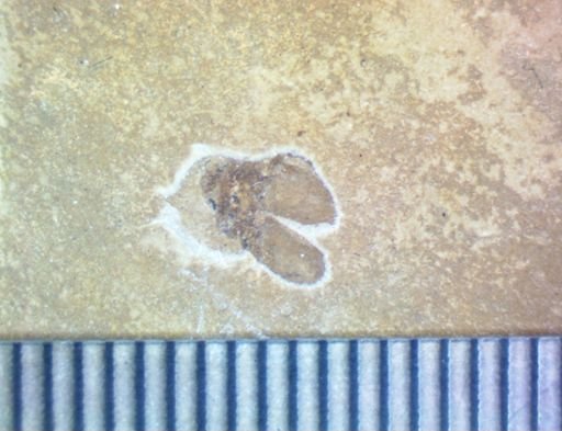 undet. Coleoptera