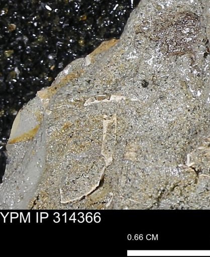 undet. Scaphopoda