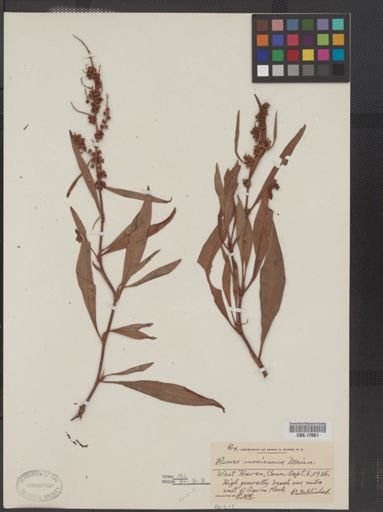 Rumex mexicanus