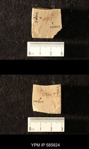 undet. Hymenoptera