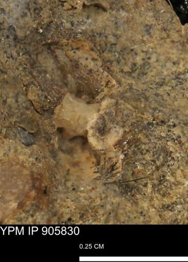 undet. Ammonoidea
