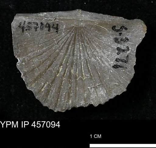 Stropheodonta sp.