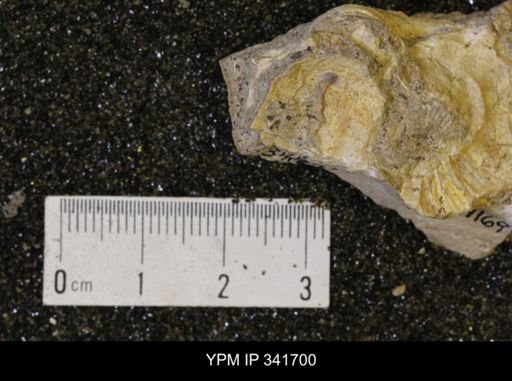 Scaphites sp.