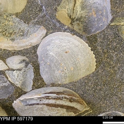 Limopsis striatopunctatus