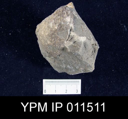 Linoproductus cora angustus