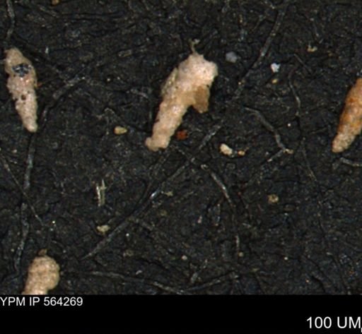Verneuilina canadensis